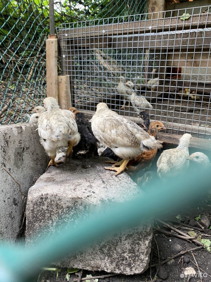 Домашний цыплёнок купить на Зозу.ру - фотография № 2