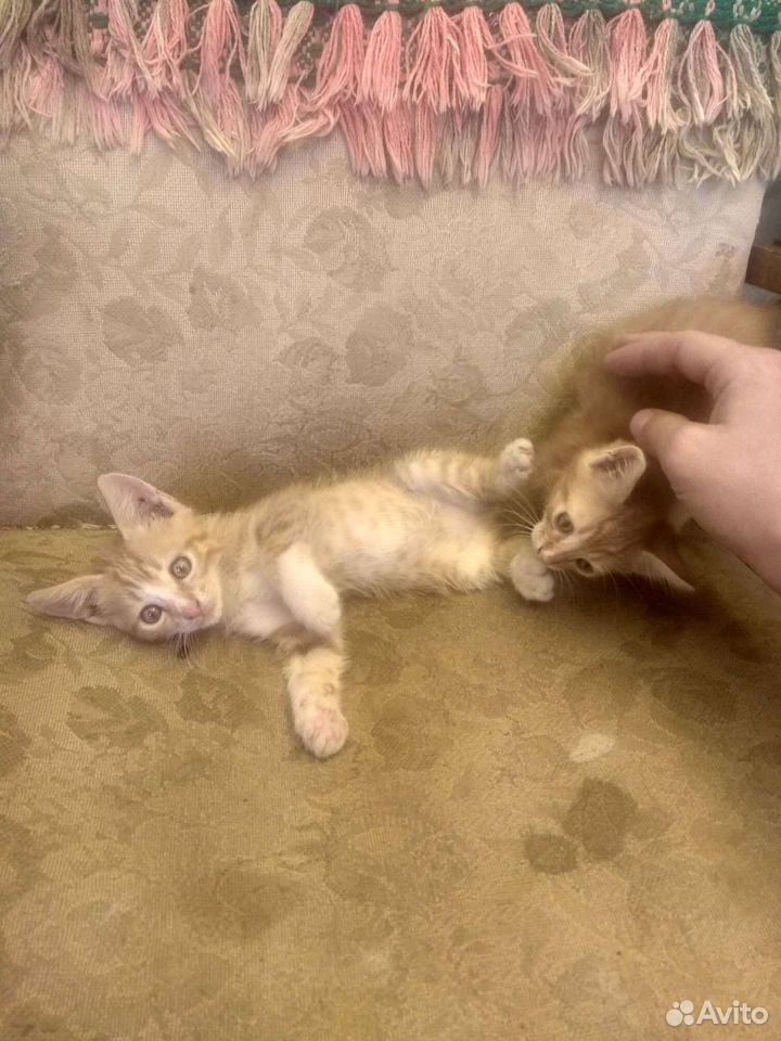 Котик и кошечка купить на Зозу.ру - фотография № 5