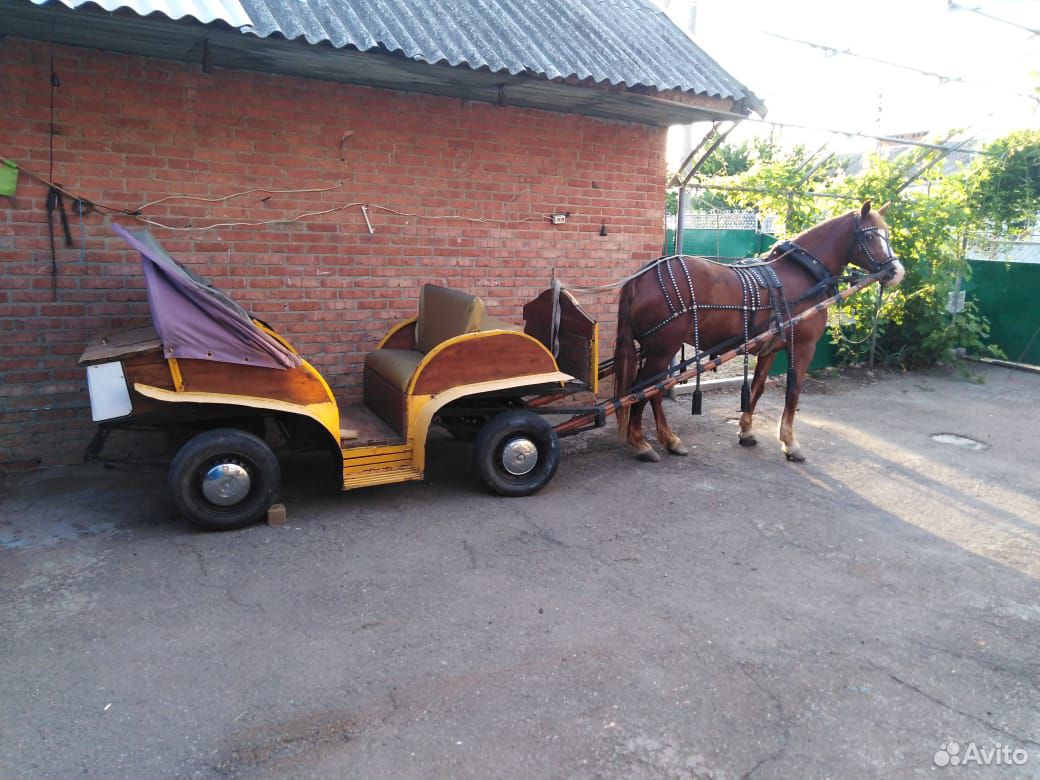 Продаётся лошадь с тачанкой купить на Зозу.ру - фотография № 4
