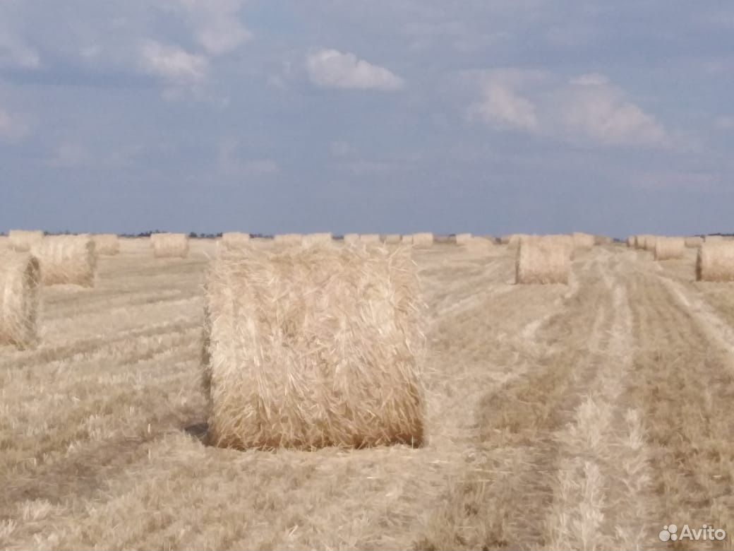 Солома пшеничное купить на Зозу.ру - фотография № 3