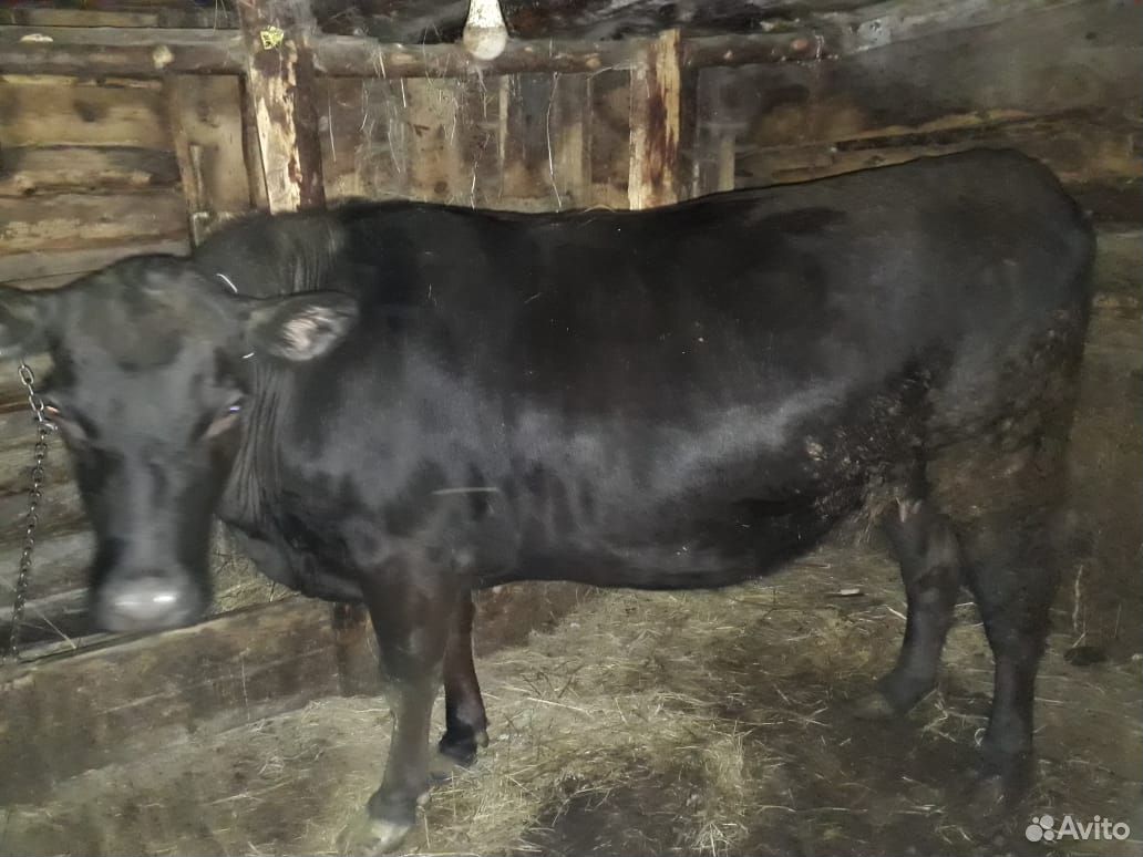 Два быка, телка купить на Зозу.ру - фотография № 5