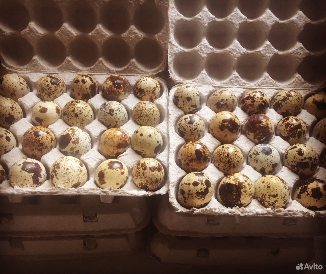 Перепелиное яйцо купить на Зозу.ру - фотография № 1