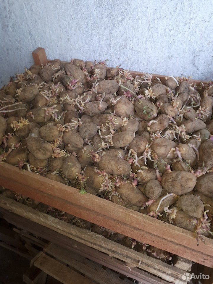 Семенной картофель для второго урожая купить на Зозу.ру - фотография № 2