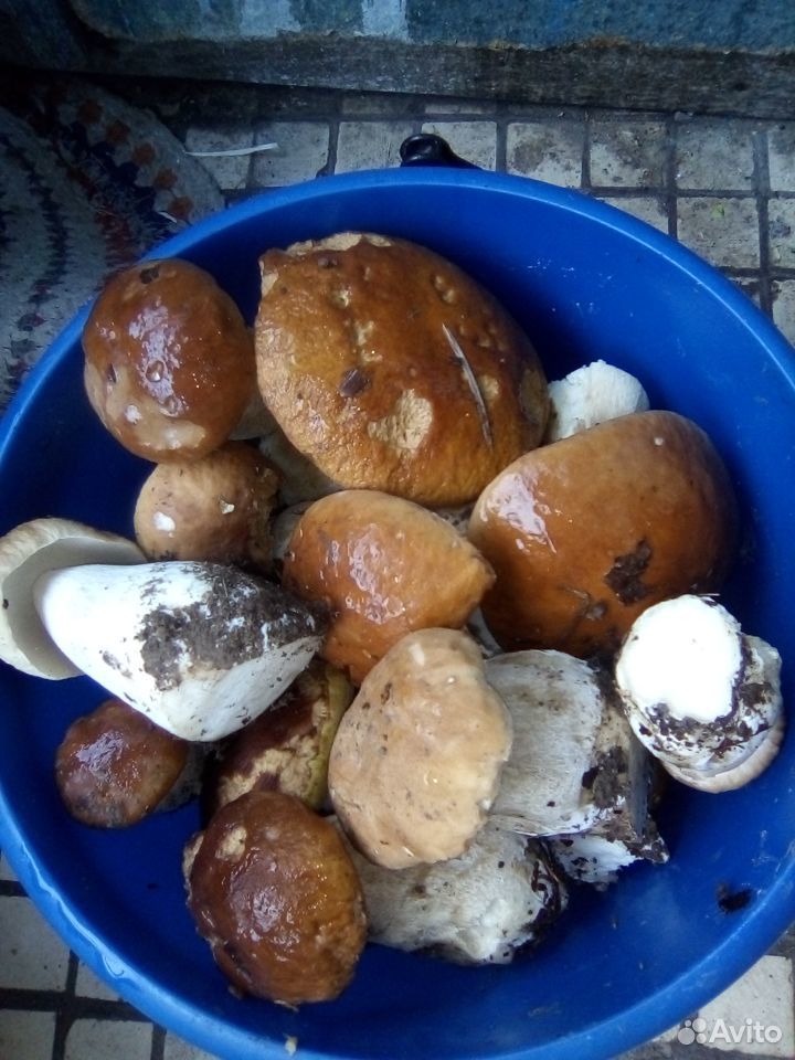 Белые грибы купить на Зозу.ру - фотография № 5