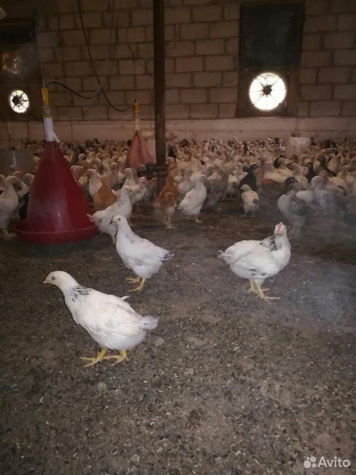Цыплята разных пород купить на Зозу.ру - фотография № 2