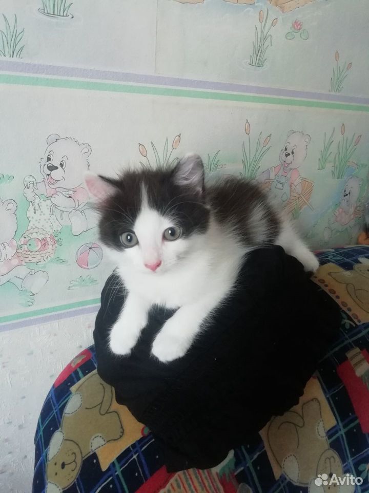 Кошка 2 месяца, в дар купить на Зозу.ру - фотография № 1