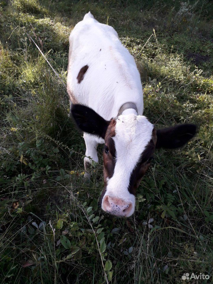 Корова+телка купить на Зозу.ру - фотография № 5