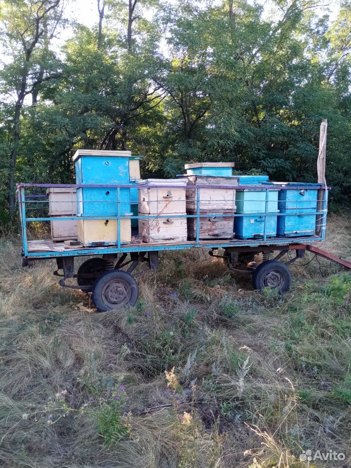 Пчелосемьи и телега купить на Зозу.ру - фотография № 4