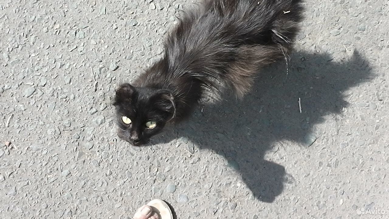 Чёрная кошка купить на Зозу.ру - фотография № 1