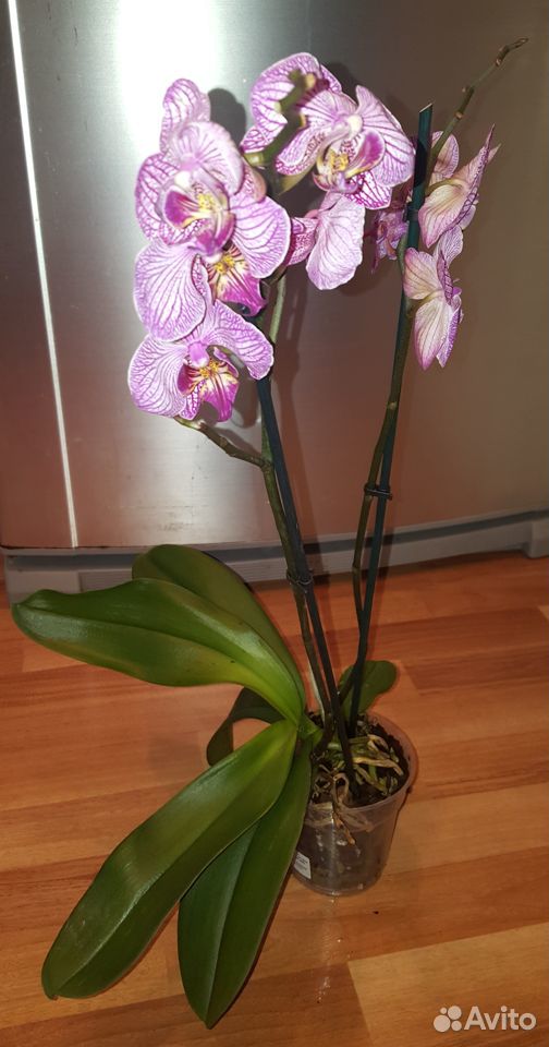 Орхидеи и антуриумы купить на Зозу.ру - фотография № 5