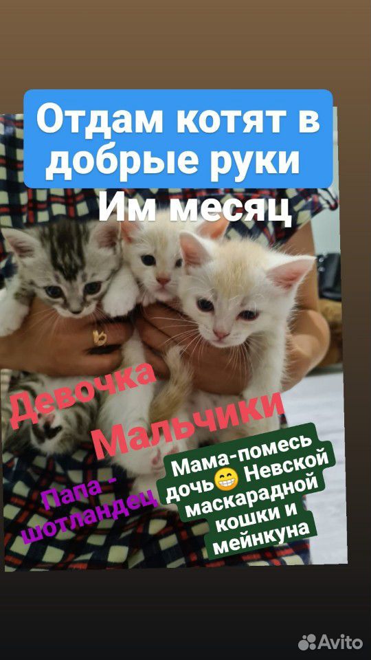 Отдам милых, игривых породистых котят купить на Зозу.ру - фотография № 1