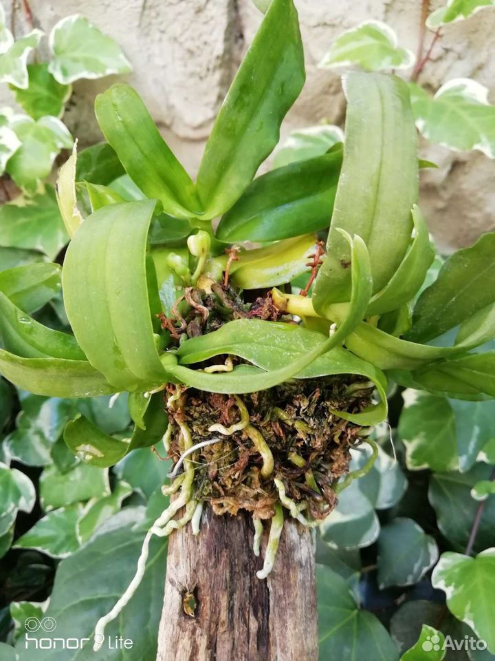 Орхидея гастрохилус японика купить на Зозу.ру - фотография № 2