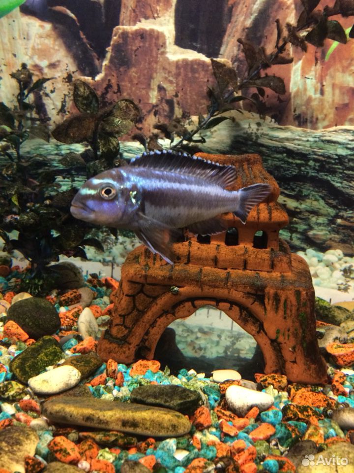 Рыбка в аквариум купить на Зозу.ру - фотография № 1