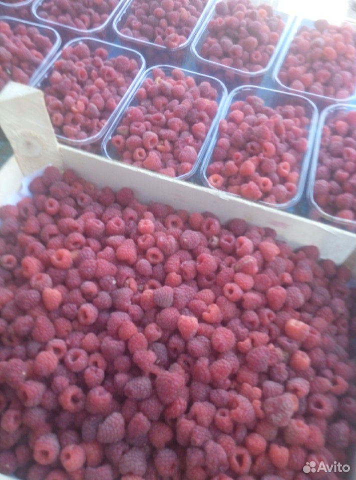 Малина ягоды опт купить на Зозу.ру - фотография № 3