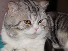 Вязка сшотландским котом объявление продам