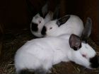 Кролики для разведения объявление продам