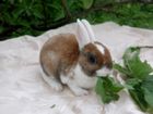 Вислоушки крольчата и рексики объявление продам