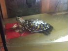 Водные красноухие черепахи объявление продам