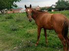Лошадь чистокровная Будённовская порода объявление продам