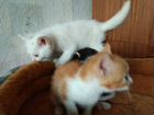 Котята длиннолапики рождены 12.04 объявление продам