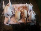 Продам мясо птицы домашнее: индейка, утка, куры объявление продам