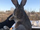 Фландр/Бельгийский великан/Кролики/Самцы объявление продам