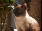 Кошка кот сиамский тайский объявление продам