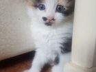 Ангорские котята (бесплатно) объявление продам