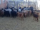 Продам овец разных возрастов объявление продам
