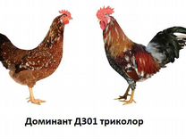 Курица Доминанта Порода Фото И Цены
