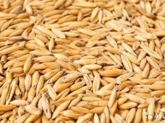Продам пшеницу, ячмень
