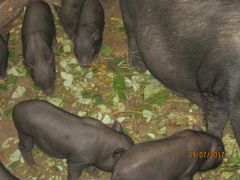 Продаю вьетнамских свиней