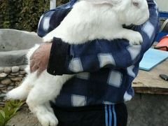 Продаются 2мес.кролики породы Фландр