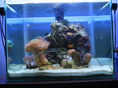 Морской аквариум 150 литров