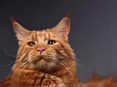 Мейнкун кот красный солид окраса d для вязки