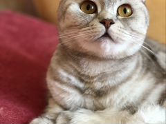 Ищем шотландского кота страйта для вязки