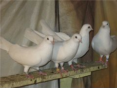 Высоколетные бугульминские (бугульма) голуби