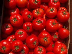 Круглые помидоры сорт «лоджейн» Оптом