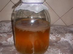 Чайный гриб (комбуча, медузомицет)