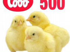 Цыплята бройлеры кобб - 500 (Чехия)