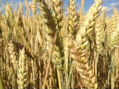 Продам зерно пшеница, ячмень