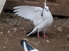 Редкие бакинские голуби