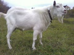 Племенной зааненский козел