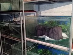 Аквариумы и банка-аквариум