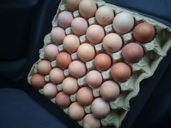 Яйца от породных петухов
