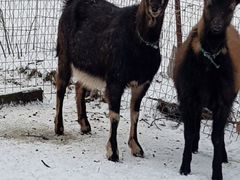 Альпийская-тоггенбурская коза покрытая