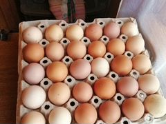Яйца домашние на еду и на инкубацыю