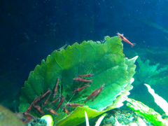 Креветки "Вишни" и аквариумные растения