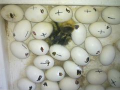 Яйцо индоуток для инкубации