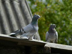 Узбекские голуби
